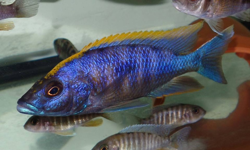 Otopharynx lithobates 'Thumbi West Island'